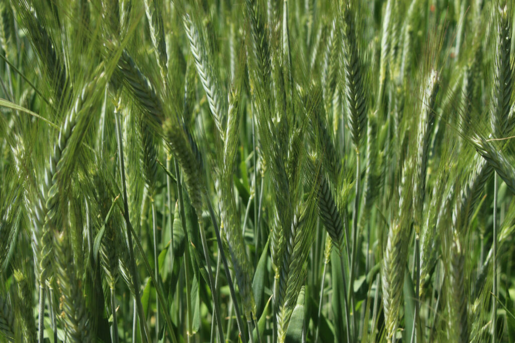 Triticale/Pea Mix Delivery Sabre Ridge Ranch in Crook County, Oregon